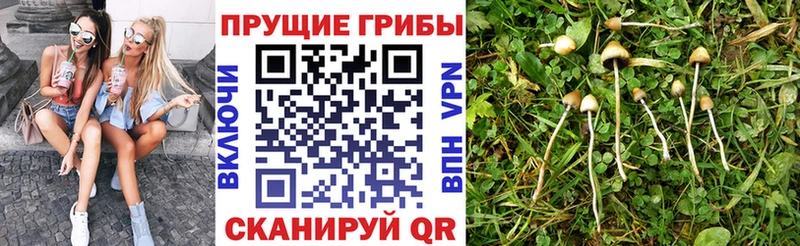 KRAKEN ССЫЛКА Ильский Псилоцибиновые грибы Cubensis цены наркотик
